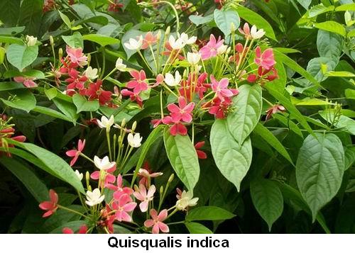 Quisqualis indica.jpg